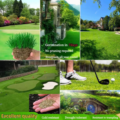 🔥Last Day Promotion Buy 2 Get 1 Free🔥🌱Lumicoy® 2026 Evergreen Dwarf Grass Seed for Four Seasons