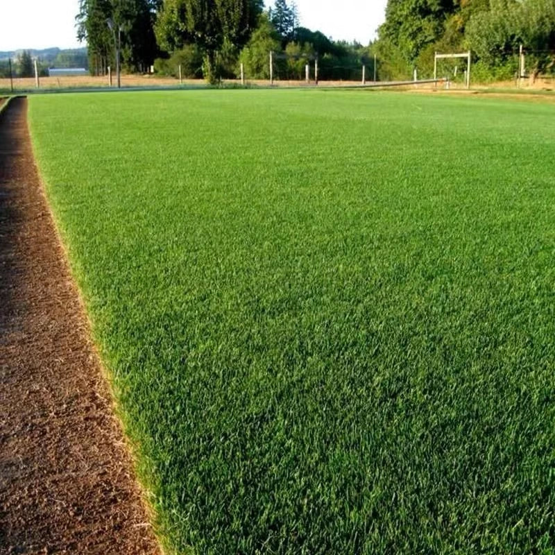 🔥Last Day Promotion Buy 2 Get 1 Free🔥🌱Lumicoy® 2026 Evergreen Dwarf Grass Seed for Four Seasons
